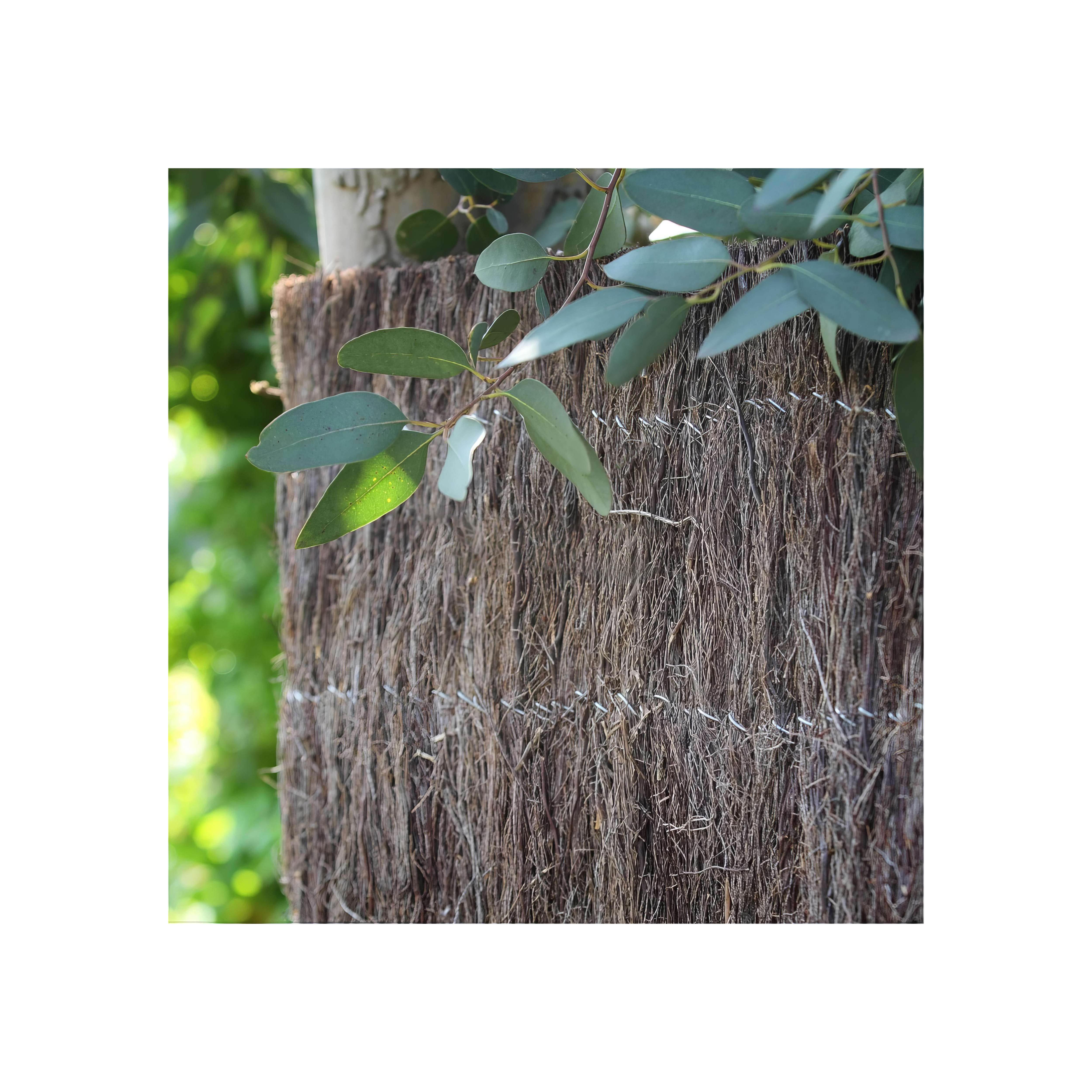 Natte (Brande) de Bruyère 5 kg/m²