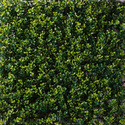 DECORATION DALLE X6 - BUIS - 50X50CM