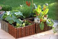 CARRE POTAGER OSIER NATUREL 60 X 60 X 20 CM X 2