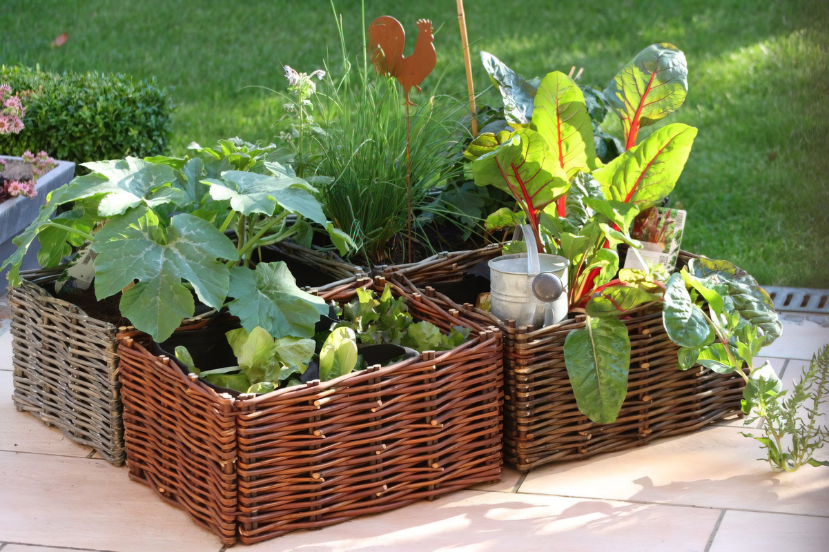 CARRE POTAGER OSIER NATUREL 60 X 60 X 20 CM X 2