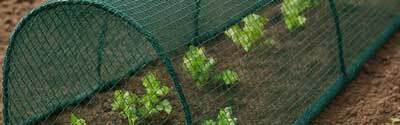 filet anti oiseau qui protège un potager